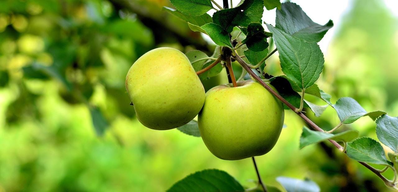 Ini 5 Manfaat Konsumsi Apel Hijau, Bisa Bantu Cerahkan Kulit