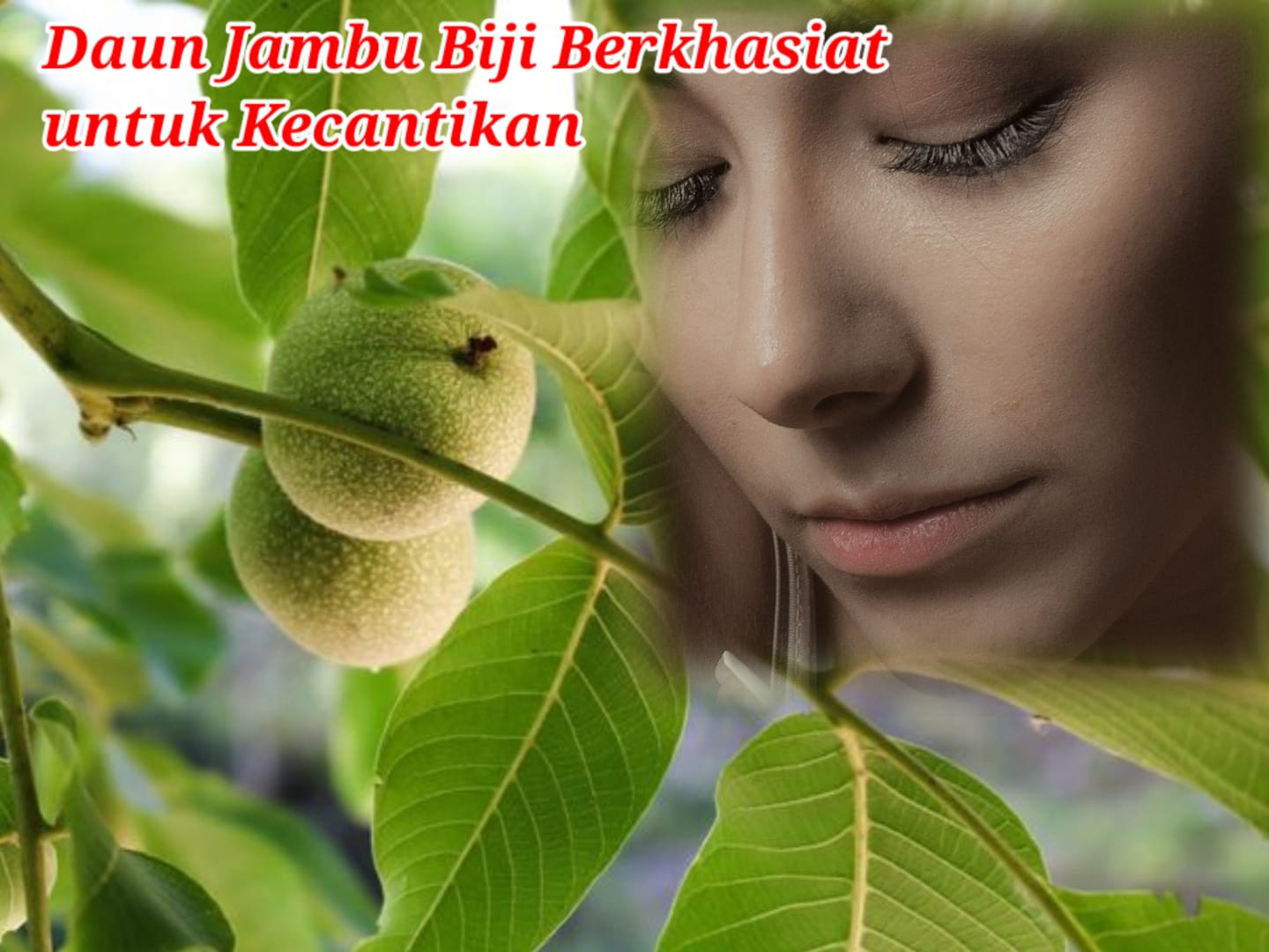 Mengejutkan! Daun Jambu Biji Berkhasiat untuk Kecantikan, Cek Manfaatnya di Sini