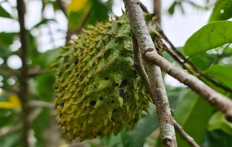 Bisa Timbulkan Masalah Kesehatan, Ini Efek Konsumsi Buah Sirsak Berlebihan