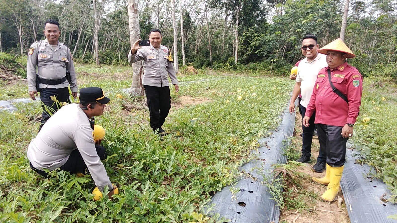 Panen Raya Semangka dan Melon di Kemang Tanduk, Bukti Sukses Pemanfaatan Dana Desa