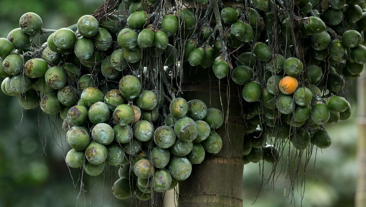 Fakta Buah Pinang, Ini 7 Manfaatnya Untuk Kesehatan 