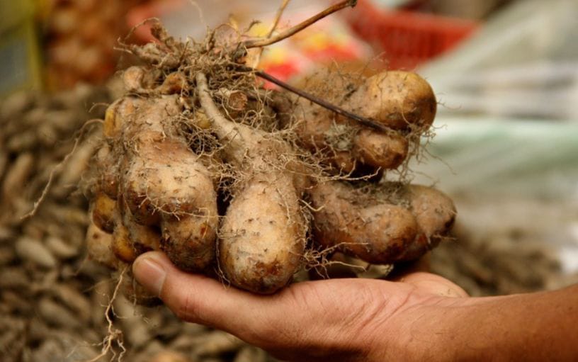 Gembili, Umbi Lokal yang Kaya Nutrisi dan Punya Banyak Manfaat