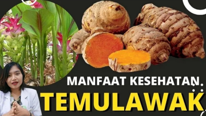 Mirip Kunyit Tapi Beda Rasa Dan Manfaat Yuk Ketahui Manfaat Temulawak