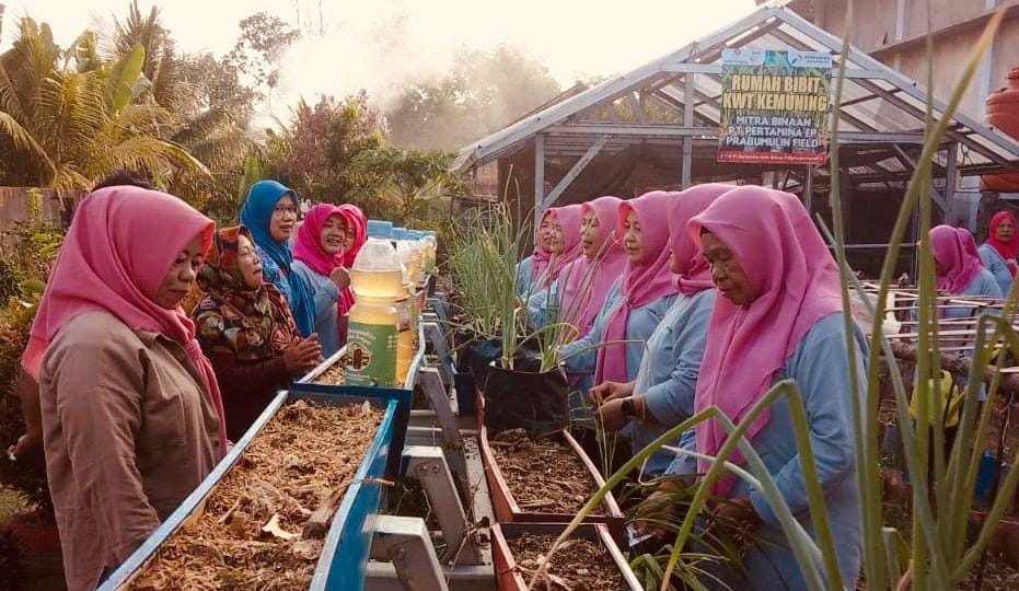 Dari Lahan Kosong Jadi Sumber Pangan: Kisah Inspiratif KWT Kemuning