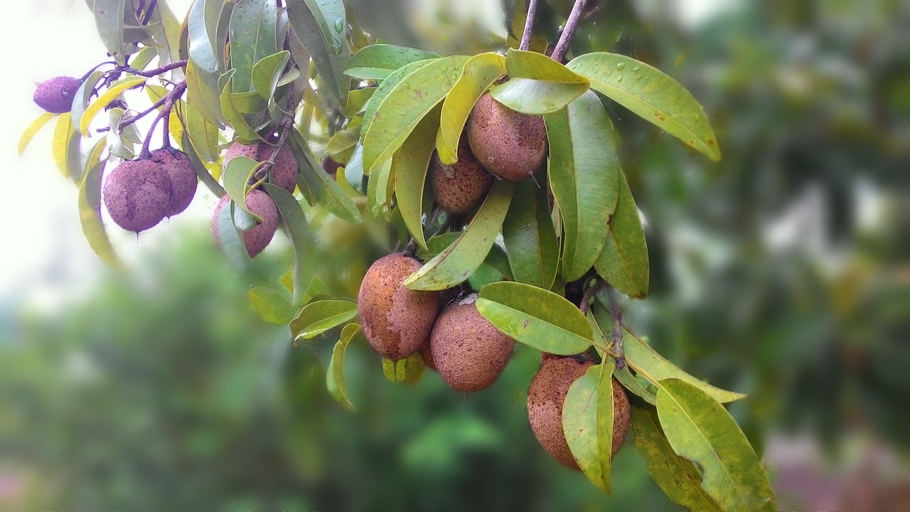 Miliki Rasa yang Lezat dan Manis, Ini 5 Manfaat Buah Sawo yang Jadi Favorit Masyarakat Indonesia