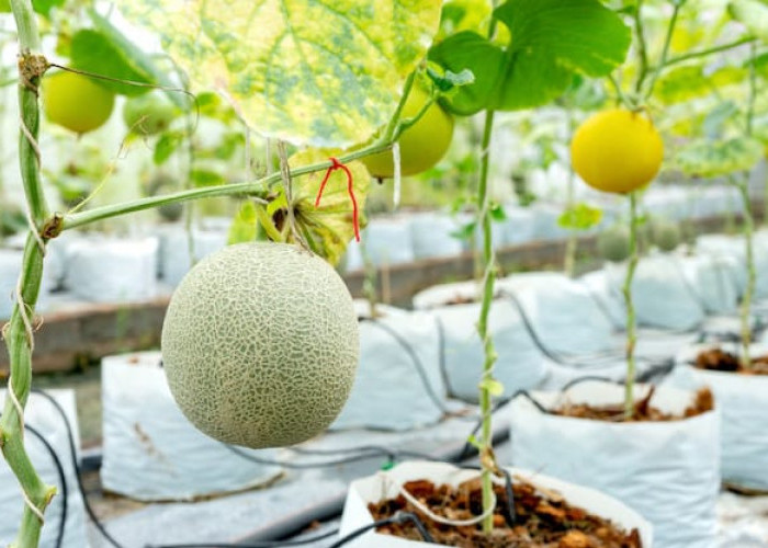 Punya Lahan Kosong di Rumah? Begini Cara Menanam Melon dalam Polybag