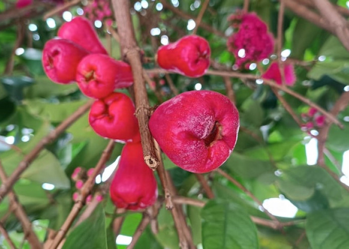 5 Tanaman Buah yang Tetap Tumbuh Subur di Lahan Sering Tergenang Air