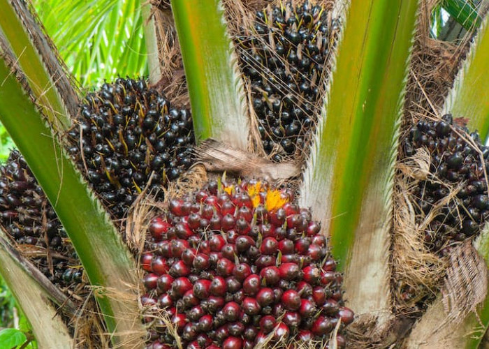 Jangan Diabaikan! 5 Penyakit yang Mengintai Kelapa Sawit Saat Musim Pancaroba