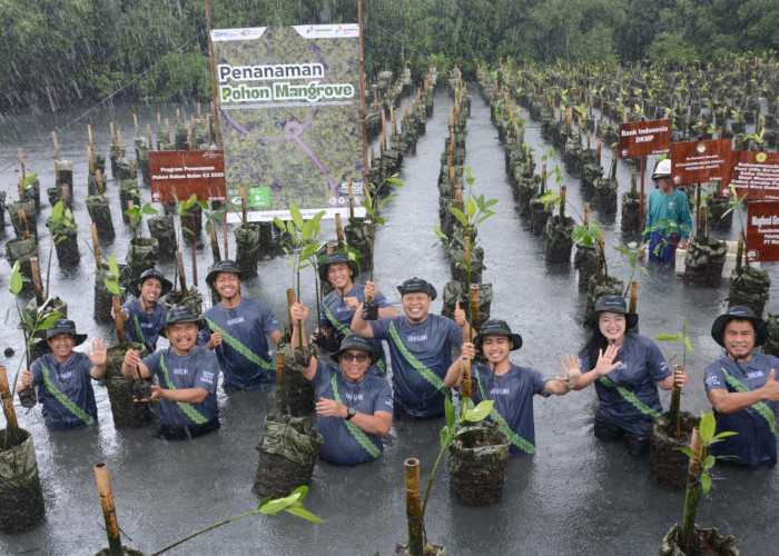 Pertamina Drilling Tanam 1.000 Pohon Mangrove untuk Kelestarian Alam dan Masyarakat Pesisir