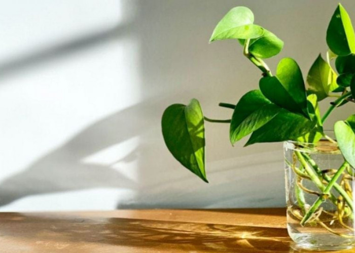 5 Tanaman Hidroponik Indoor yang Bisa Mempercantik Rumah Minimalis