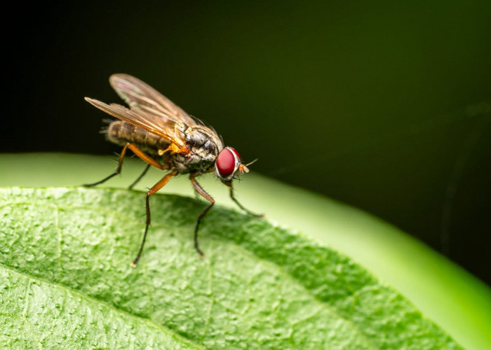 6 Cara Mengusir Lalat dari Rumah Tanpa Insektisida, Bisa Pakai Bahan Sederhana