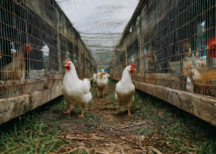Kandang Lorong Kawat, Solusi Modern untuk Ayam Umbaran yang Tetap Ramah Kebun