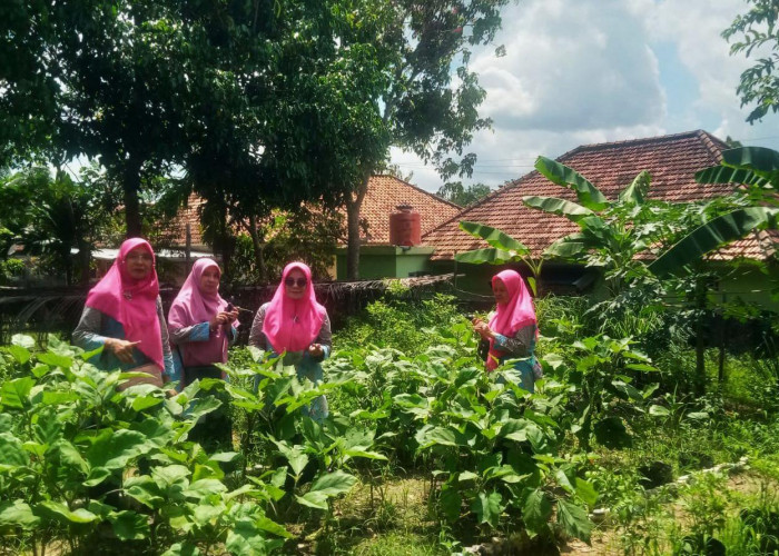 Berawal dari Keresahan Seorang Ibu, KWT Bougenville Sulap Lahan Kosong Jadi Sumber Penghasilan