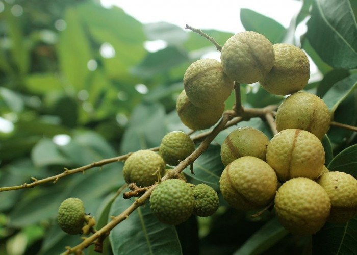 Mendukung Kesehatan Kulit dan Sistem Kekebalan Tubuh, Ini 4 Manfaat Konsumsi Buah Kelengkeng