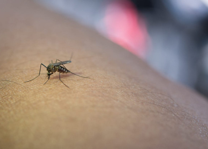 Baru Tahu, Begini Cara Mengusir Nyamuk dengan Bahan Alami Mudah Didapat 