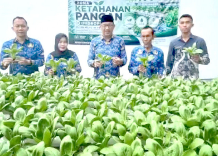 Panen Pakcoy di Rutan Prabumulih, Hasil Penjualan Diputar untuk Dukung Program Kemandirian