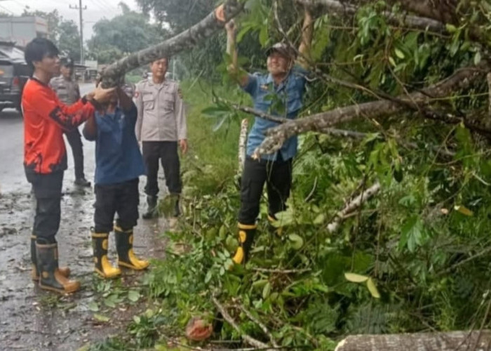 Respon Cepat BPBD Prabumulih, Pohon Tumbang dan Sarang Tawon Dievakuasi