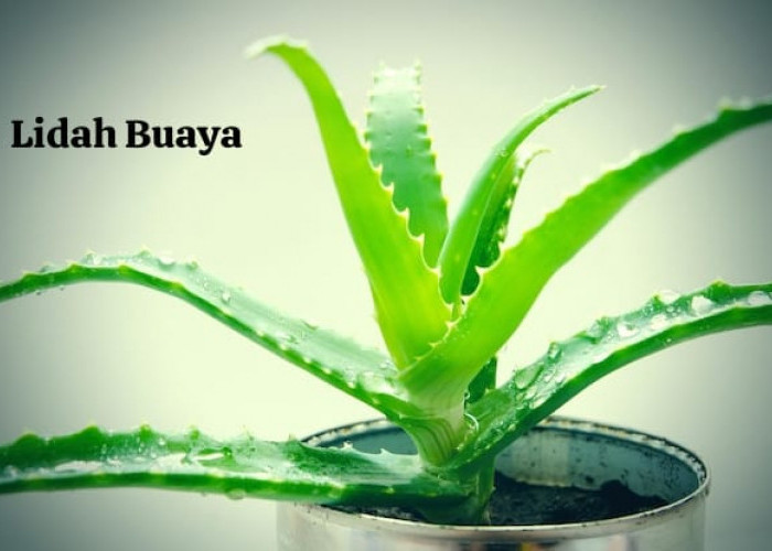 Olahan Tradisional Lidah Buaya, Membantu Suburkan Rambut Hingga Kesehatan Kulit 