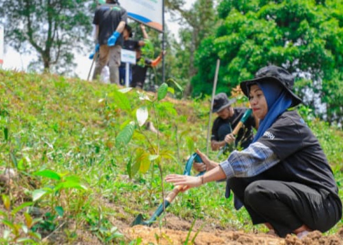 Pulihkan Hutan Bekas Tambang, Aksi Nyata Kelompok Tani Selamatkan Lingkungan Bersama BRI Menanam-Grow & Green