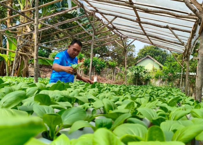 Manfaatkan Pekarangan Rumah, Kadispora Prabumulih Kembangkan 4.000 Lubang Hidroponik