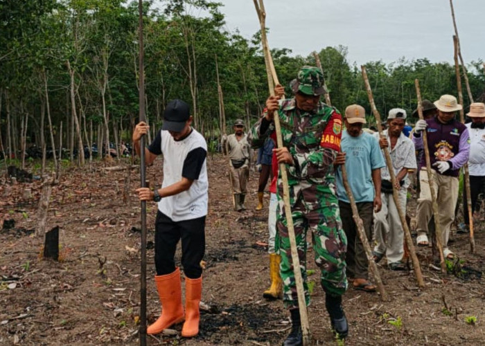 Warga Tanjung Telang Bangkitkan Kembali Budaya Menanam Padi Secara Tradisional