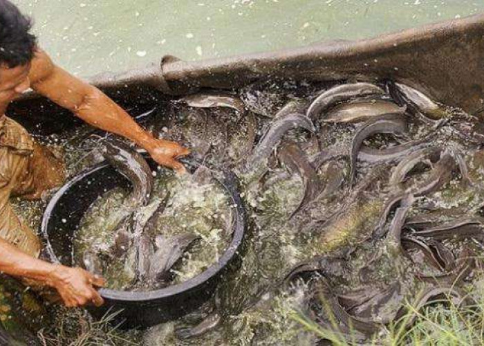 7 Ide Budidaya Lele Modal Terjangkau yang Cocok untuk Pemula