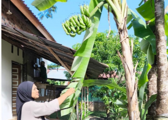 Pekarangan Jadi Sumber Pangan, Pisang Lilin Subur di Rumah Warga Majasari Prabumulih