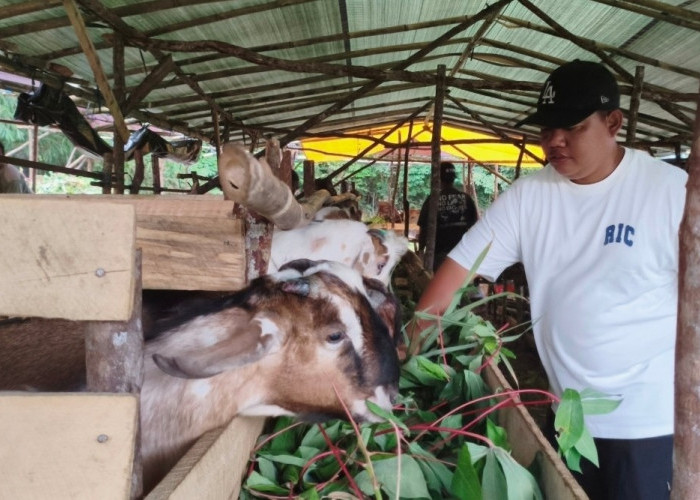 Sambut Iduladha, Pemkot Prabumulih Distribusikan 15 Sapi Kurban ke Seluruh Kecamatan