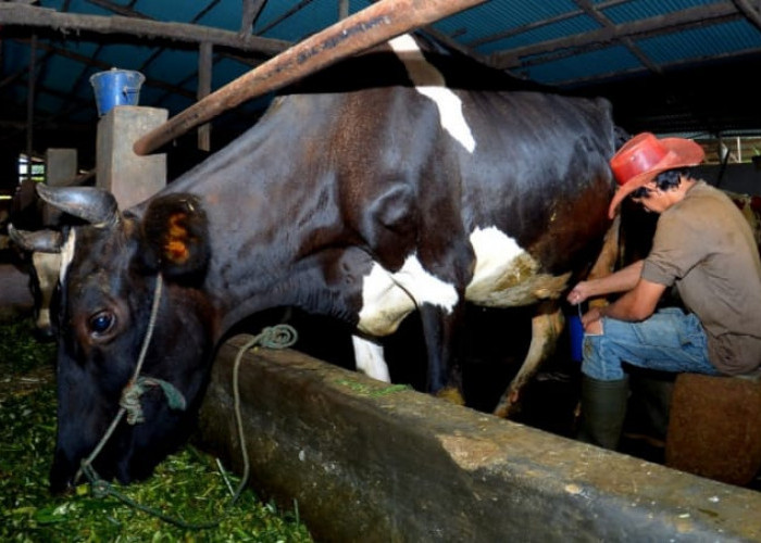 Dapatkan Fasilitas Pembiayaan dan Transaksi dari BRI, Klaster Susu di Ponorogo Berhasil Tingkatkan Kapasitas 