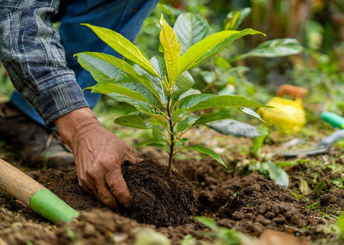Ingin Pohon Alpukat Cepat Berbuah? Ini 6 Cara Menanam dan Merawatnya