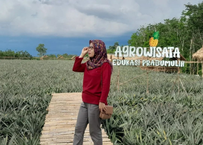 Agrowisata Nanas Karang Jaya Diserbu Wisatawan Lokal dan Luar Kota 