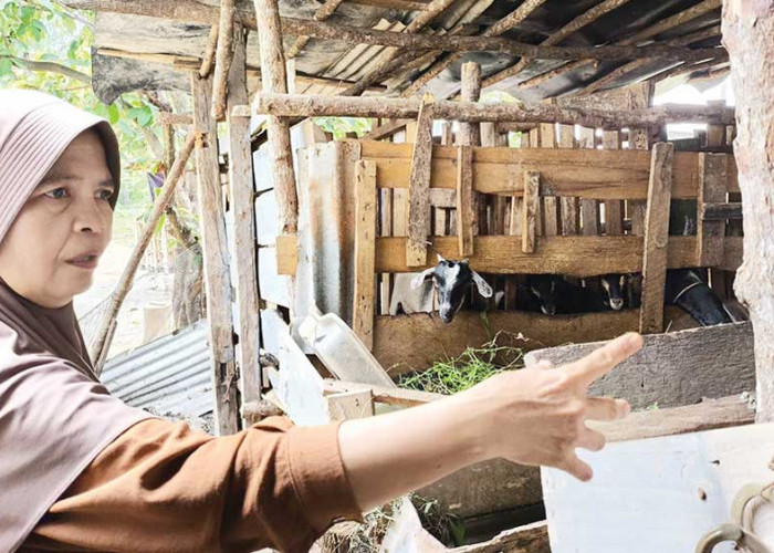Inspiratif! Sumariani di Prabumulih Sulap Pekarangan Rumah Jadi Sumber Penghasilan