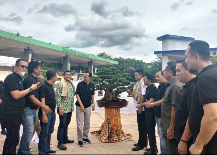 Ratusan Bonsai Ikut Pamnas di Prabumulih