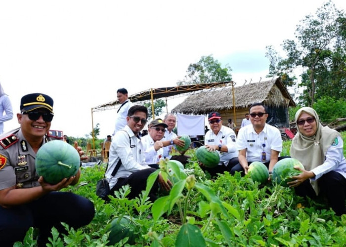 Bumdes Karangan Prabumulih Panen 15 Ton Semangka, Dana Desa Jadi Mesin Cuan
