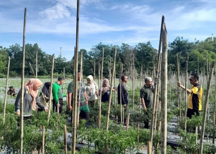 Meningkatkan Ketahanan Pangan, Prabumulih Bangun Kolam Ikan dan Bioflok