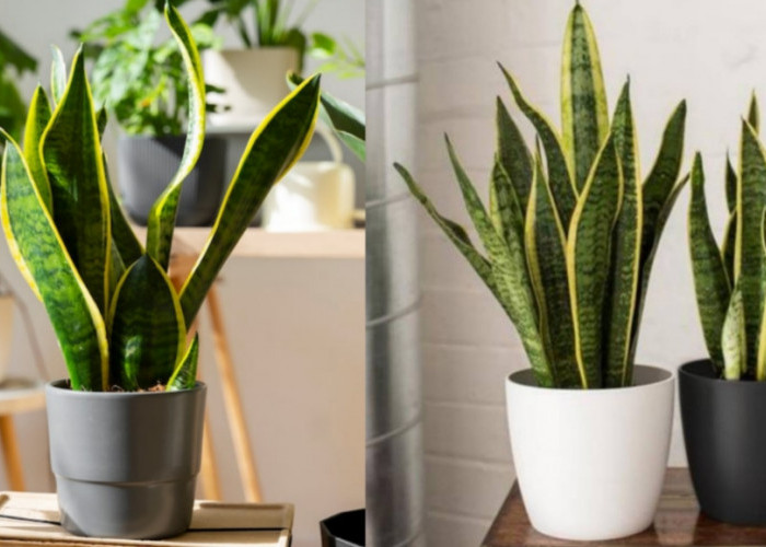 6 Varietas Lidah Mertua Berdaun Gelap, Cocok untuk Percantik Interior Rumah
