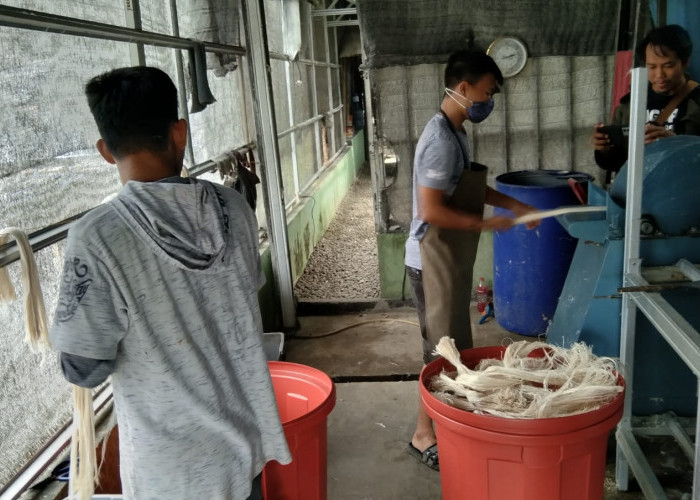 Cukup Setengah Hari, Petani Nanas Bisa Hasilkan 75 Ribu dengan Menjual Daun Nanas