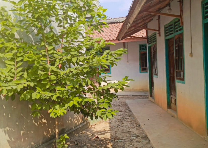 9 Manfaat Daun Salam bagi Kesehatan dan Cara Menanamnya di Rumah