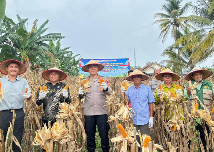 Polres Prabumulih Gelar Panen Raya Jagung Serentak, Dukung Ketahanan Pangan Nasional 2026