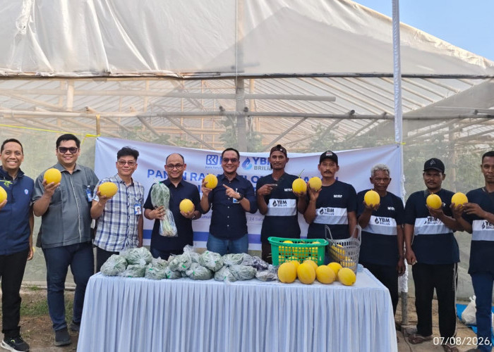 Panen Ketiga Melon Green House di Prabumulih, YBM BRILiaN Dorong Mustahik Makin Mandiri