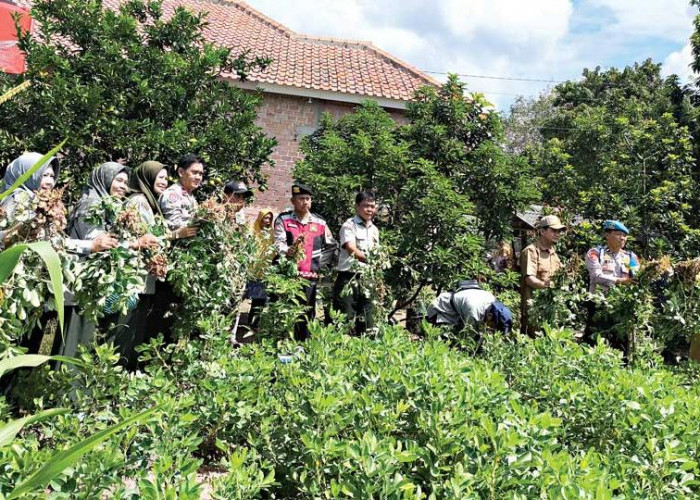 Panen Kacang Tanah Poktan Sejahtera Jaya Berlimpah, Dongkrak Ekonomi Warga Muara Dua