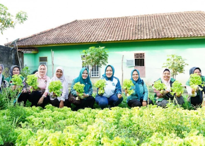 Ketua TP PKK Prabumulih Panen Sayuran Bersama KWT Mandiri, Dorong Ketahanan Pangan Keluarga