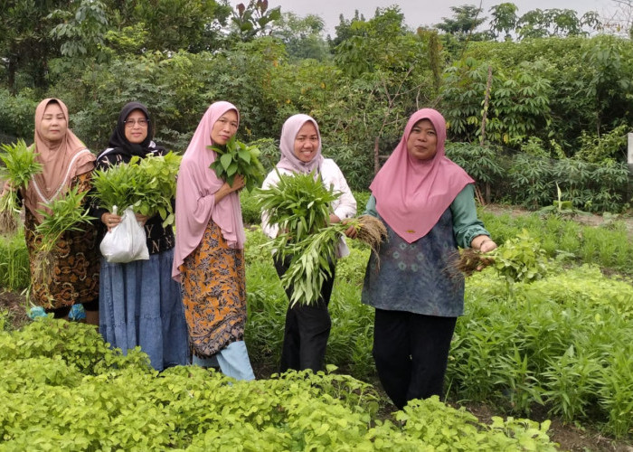 Manfaatkan Lahan Kosong, 4 KWT Aktif di Gunung Ibul Kota Prabumulih 