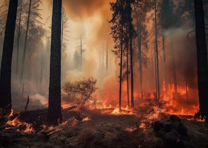 Asap Kebakaran Hutan Ancam Kesehatan, Kenali Bahaya dan Cara Melindungi Diri