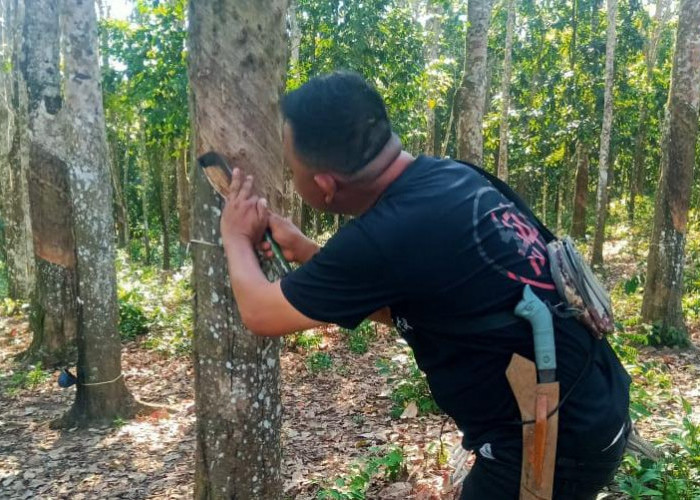 Harga Karet Sumsel Fluktuatif, Petani Masih Bertahan di Tengah Kekhawatiran