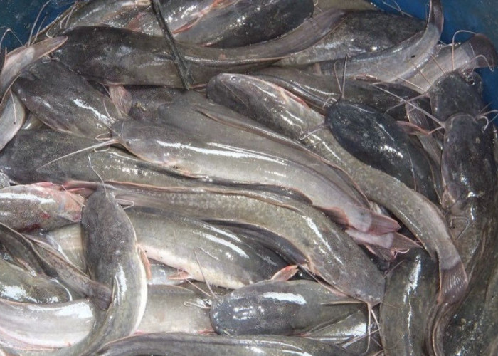 Mengenal 6 Varietas Ikan Lele Unggul untuk Budidaya