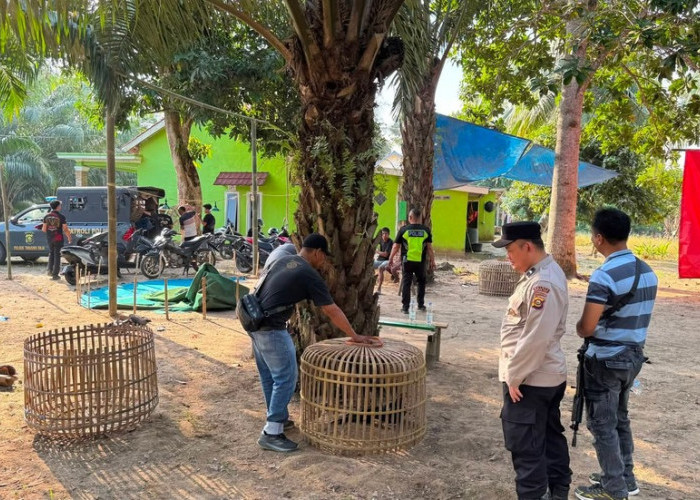 Polsek Tanjung Raja Gerebek Arena Sabung Ayam di Ogan Ilir, Satu Orang Diamankan