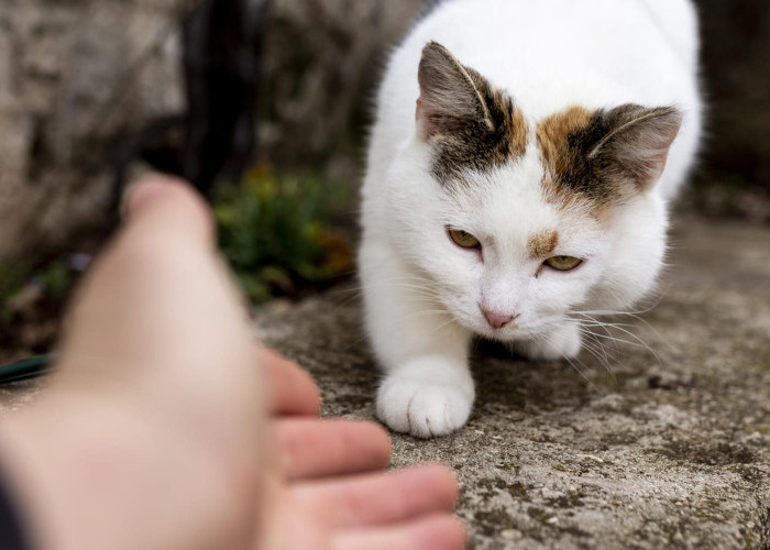 Pecinta Kucing Wajib Tahu! 7 Alasan Kucing Jarang Pulang Hilang Tanpa Jejak 