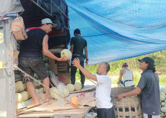 Diambil Pengepul, Melon Desa Pangkul Ramaikan Pasar Buah Pulau Jawa 