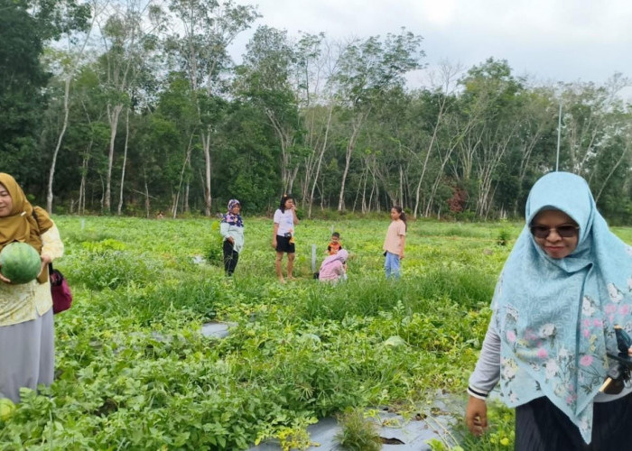 Wisata Petik Semangka di Prabumulih Diserbu Pengunjung, Harga Cuma Rp6.000 per Kg